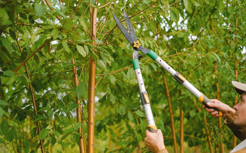 Tree trimming in Truro, IA